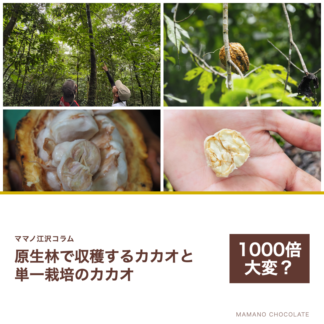 ママノ江沢コラム：”1000倍”大変？ 原生林で収穫するカカオと単一栽培