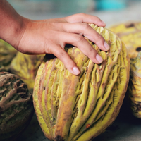 エクアドル産ジャングルマカンボ 150g/1kg|乾燥