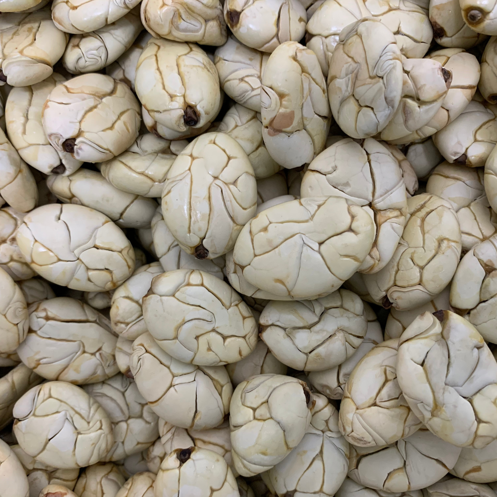 テオブロマ・ビコロール(Theobroma bicolor)苗[ホワイト・カカオ