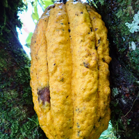 アマゾンアリバ70% 【スモールチョコレート】1枚5g