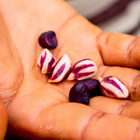 乾燥エクアドル産ジャングルピーナッツ 1kg/5kg/20kg