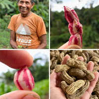 乾燥エクアドル産ジャングルピーナッツ 1kg/5kg/20kg