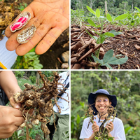 乾燥エクアドル産ジャングルピーナッツ 1kg/5kg/20kg