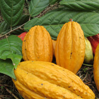 カカオ豆:アマゾンアリバ ウィニャック組合 ナポ県 2025年 4日発酵 チャクラ認証取得 100g/1kg/5kg/20kg