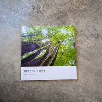 フォトアルバム|野生クラレイカカオ 撮影年:2024-2025年