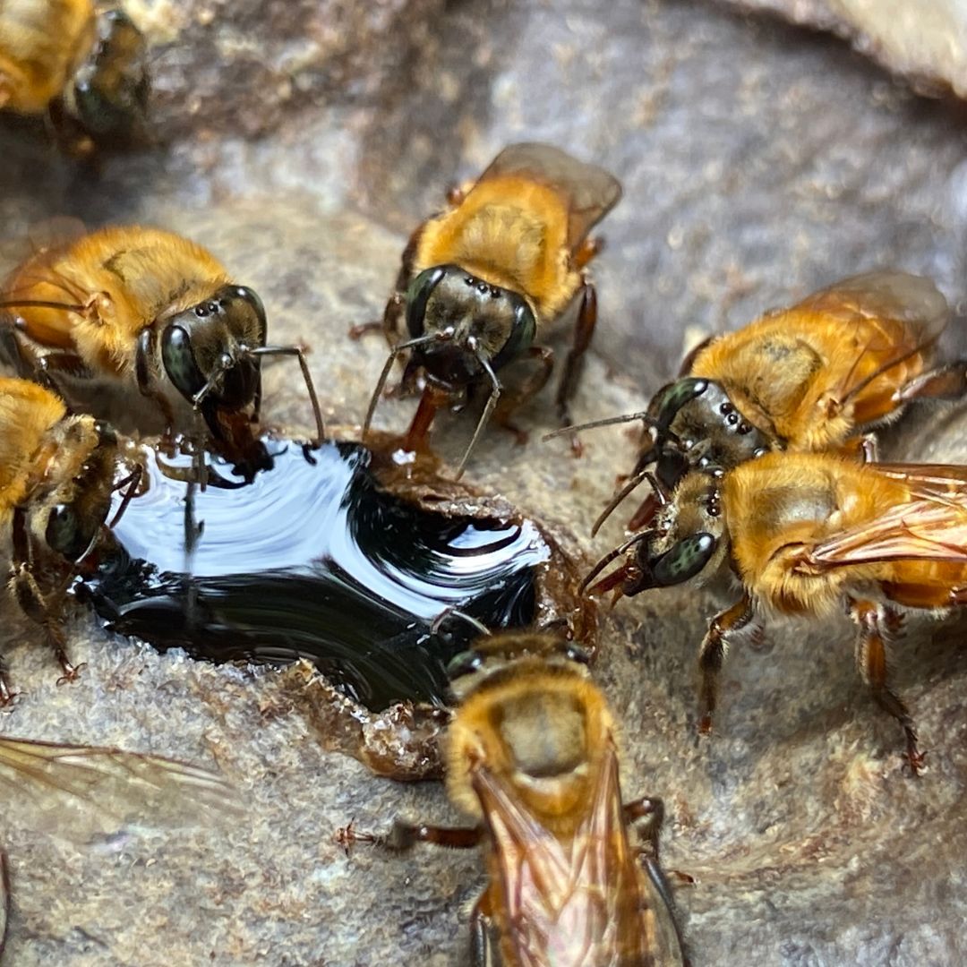 生蜂蜜 アマゾンのハリナシハチミツ 『メリポナイブルネア』