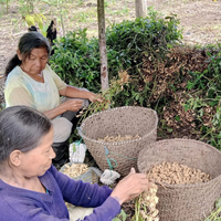 乾燥エクアドル産ジャングルピーナッツ 1kg/5kg/20kg