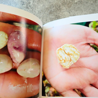 フォトアルバム|野生クラレイカカオ 撮影年:2024-2025年