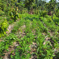 乾燥エクアドル産ジャングルピーナッツ 1kg/5kg/20kg