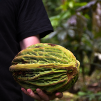 エクアドル産ジャングルマカンボ 150g/1kg|乾燥