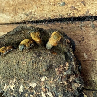 かえるのほほえみ|メリポナイブルネア|ハリナシ蜂蜜【30ml/250ml】