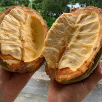 エクアドル産ジャングルマカンボ 150g/1kg|乾燥