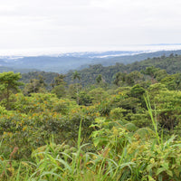 エクアドル産アマゾン珈琲|極細挽き|ファインロブスタ|WITOCA