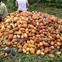 カカオ豆:アリバエスメラルダス アソプロカナンデ組合 チャチ族 5日発酵 2025年 1kg/5kg/20kg