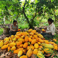 カカオ豆:アリバエスメラルダス アソプロカナンデ組合 チャチ族 5日発酵 2025年 1kg/5kg/20kg