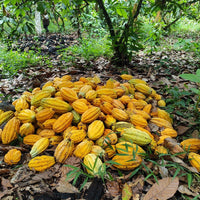 カカオ豆:アリバエスメラルダス アソプロカナンデ組合 チャチ族 5日発酵 2025年 1kg/5kg/20kg