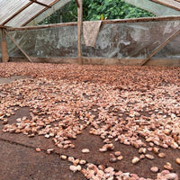 カカオ豆:アリバエスメラルダス アソプロカナンデ組合 チャチ族 5日発酵 2025年 1kg/5kg/20kg