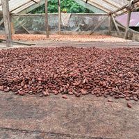 カカオ豆:アリバエスメラルダス アソプロカナンデ組合 チャチ族 5日発酵 2025年 1kg/5kg/20kg