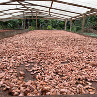 カカオ豆:アリバエスメラルダス アソプロカナンデ組合 チャチ族 5日発酵 2025年 1kg/5kg/20kg