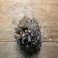 ビックビーのごちそう|メリポナグランディス|ハリナシ蜂蜜【30ml/250ml】