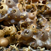 小さな天使のしずく|テトラゴニスカアングスチュラ|ハリナシ蜂蜜【30ml/250ml】