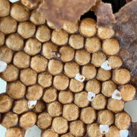 ビックビーのごちそう|メリポナグランディス|ハリナシ蜂蜜【30ml/250ml】