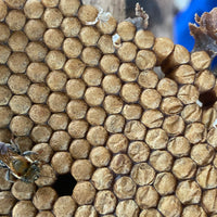 ビックビーのごちそう|メリポナグランディス|ハリナシ蜂蜜【30ml/250ml】