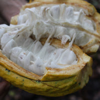 カカオ豆:アマゾンアリバ ウィニャック組合 ナポ県 2025年 4日発酵 チャクラ認証取得 100g/1kg/5kg/20kg