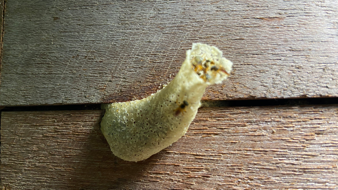 小さな天使のしずく テトラゴニスカアングスチュラ ハリナシ蜂蜜 30ml/250ml