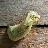 小さな天使のしずく|テトラゴニスカアングスチュラ|ハリナシ蜂蜜【30ml/250ml】