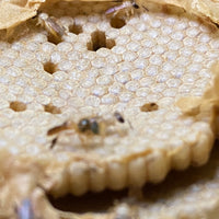 小さな天使のしずく|テトラゴニスカアングスチュラ|ハリナシ蜂蜜【30ml/250ml】