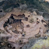 はちみつグマの宝探し|メリポナイヨタ|ハリナシ蜂蜜【30ml/250ml】