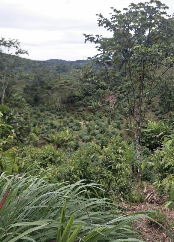 寄付『木を1本植える』　エクアドルアマゾンの農家とともに実施するカカオの森を豊かにするプロジェクトに賛同いただける方へ