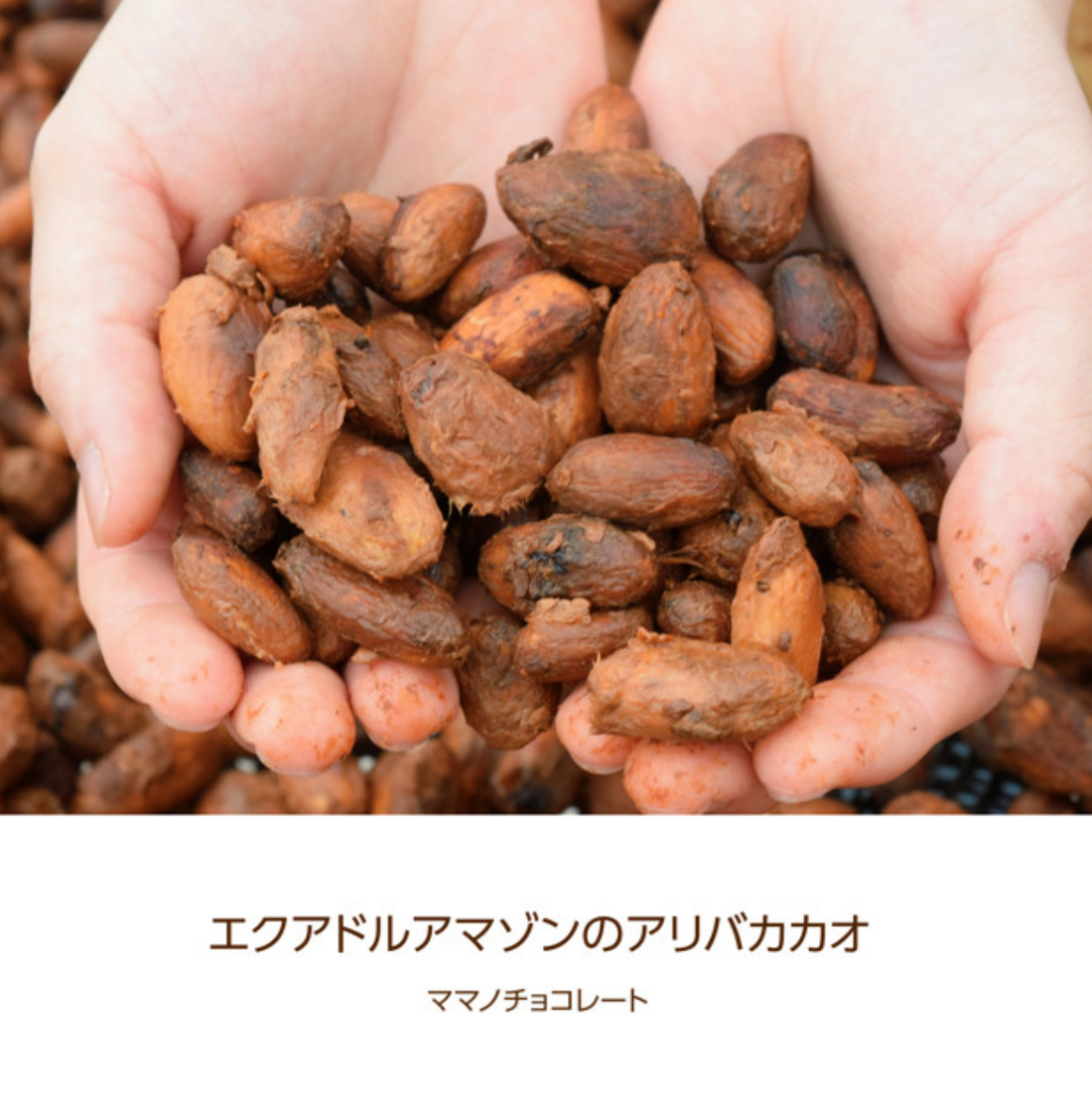 フォトアルバム|エクアドルアマゾンのアリバカカオ 撮影年:2024-2025年