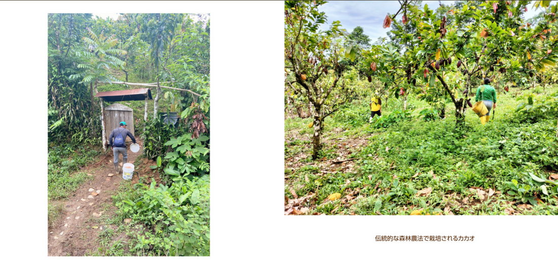 フォトアルバム|エクアドルアマゾンのアリバカカオ 撮影年:2024-2025年