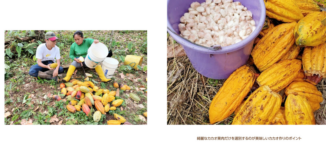 フォトアルバム|エクアドルアマゾンのアリバカカオ 撮影年:2024-2025年