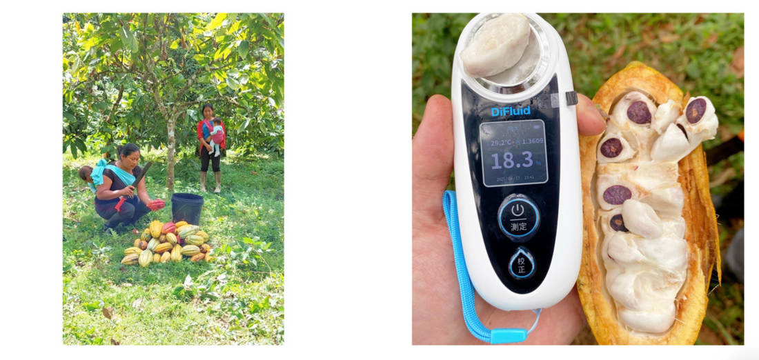 フォトアルバム|エクアドルアマゾンのアリバカカオ 撮影年:2024-2025年