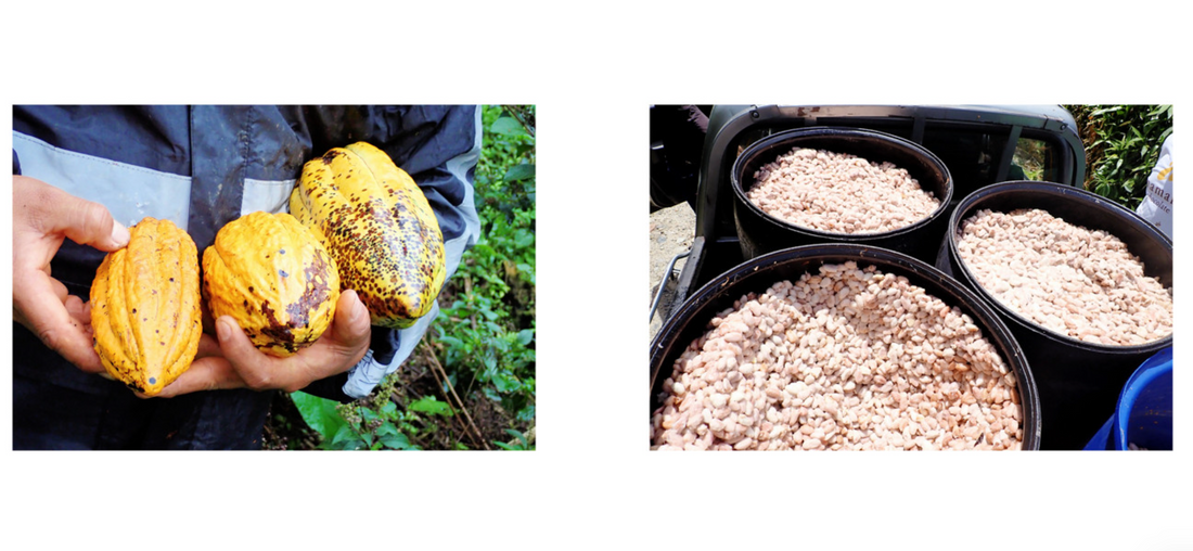 フォトアルバム|エクアドルアマゾンのアリバカカオ 撮影年:2024-2025年