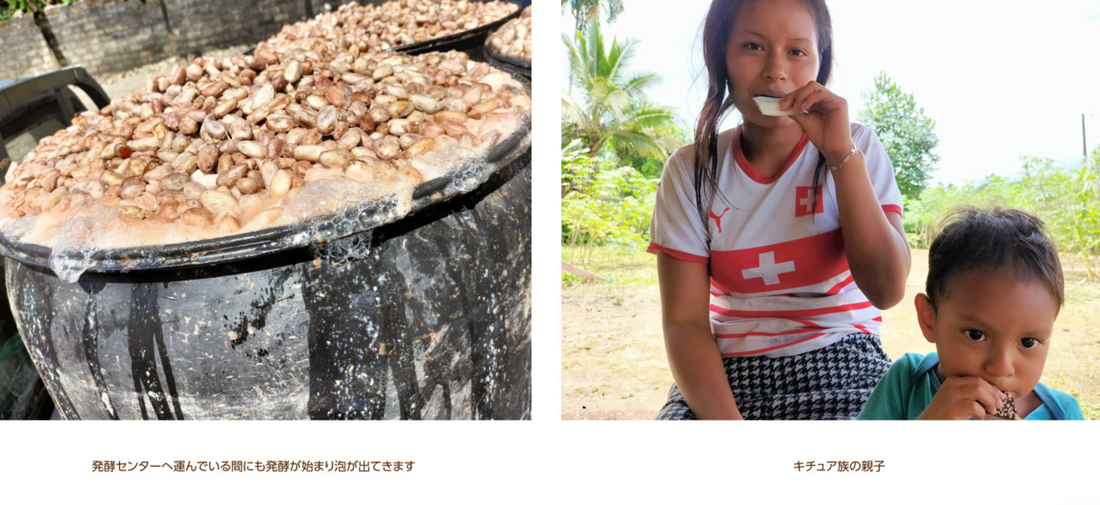 フォトアルバム|エクアドルアマゾンのアリバカカオ 撮影年:2024-2025年