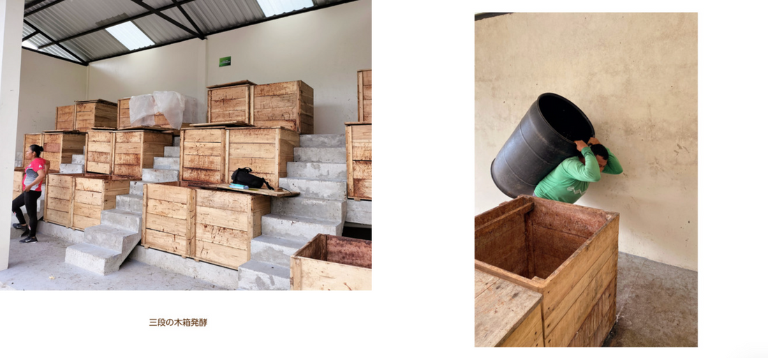 フォトアルバム|エクアドルアマゾンのアリバカカオ 撮影年:2024-2025年