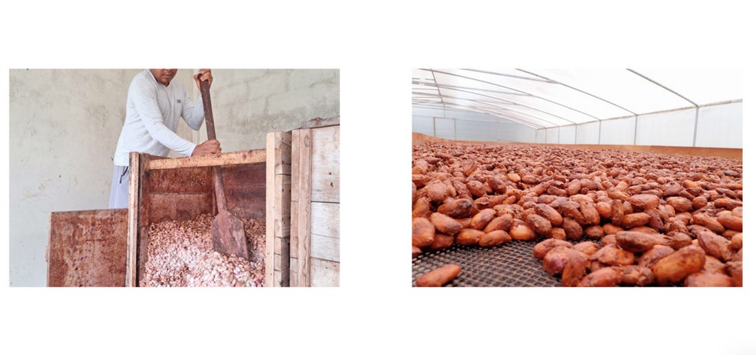 フォトアルバム|エクアドルアマゾンのアリバカカオ 撮影年:2024-2025年