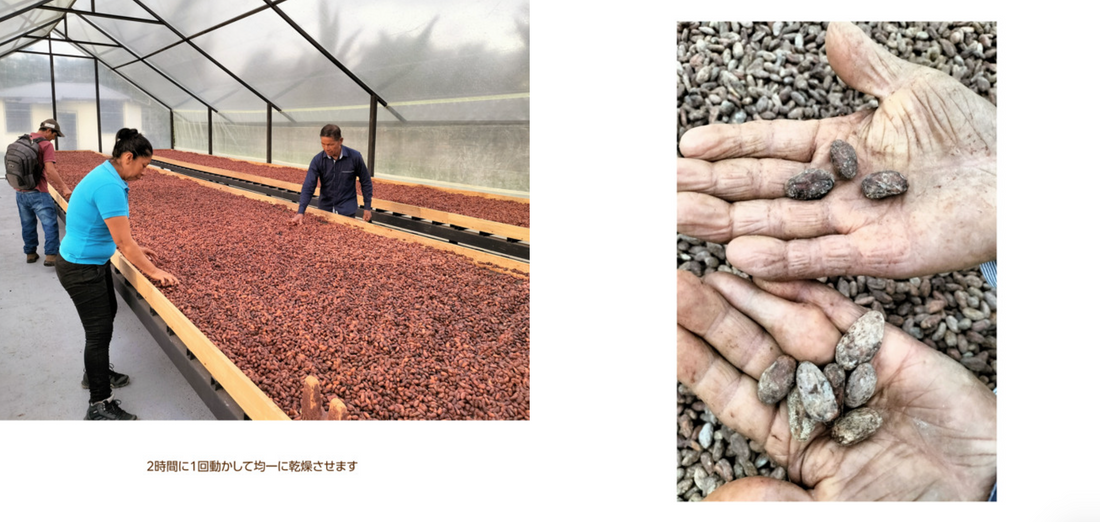 フォトアルバム|エクアドルアマゾンのアリバカカオ 撮影年:2024-2025年