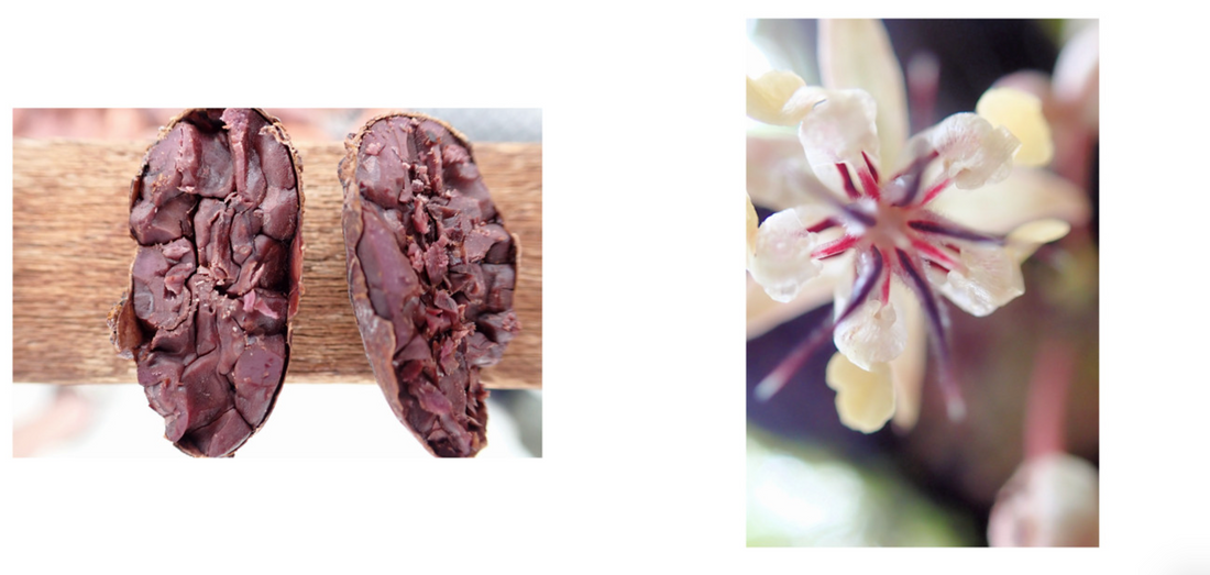 フォトアルバム|エクアドルアマゾンのアリバカカオ 撮影年:2024-2025年