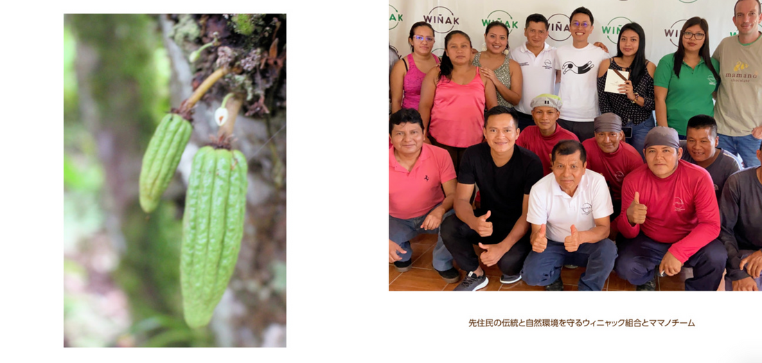 フォトアルバム|エクアドルアマゾンのアリバカカオ 撮影年:2024-2025年