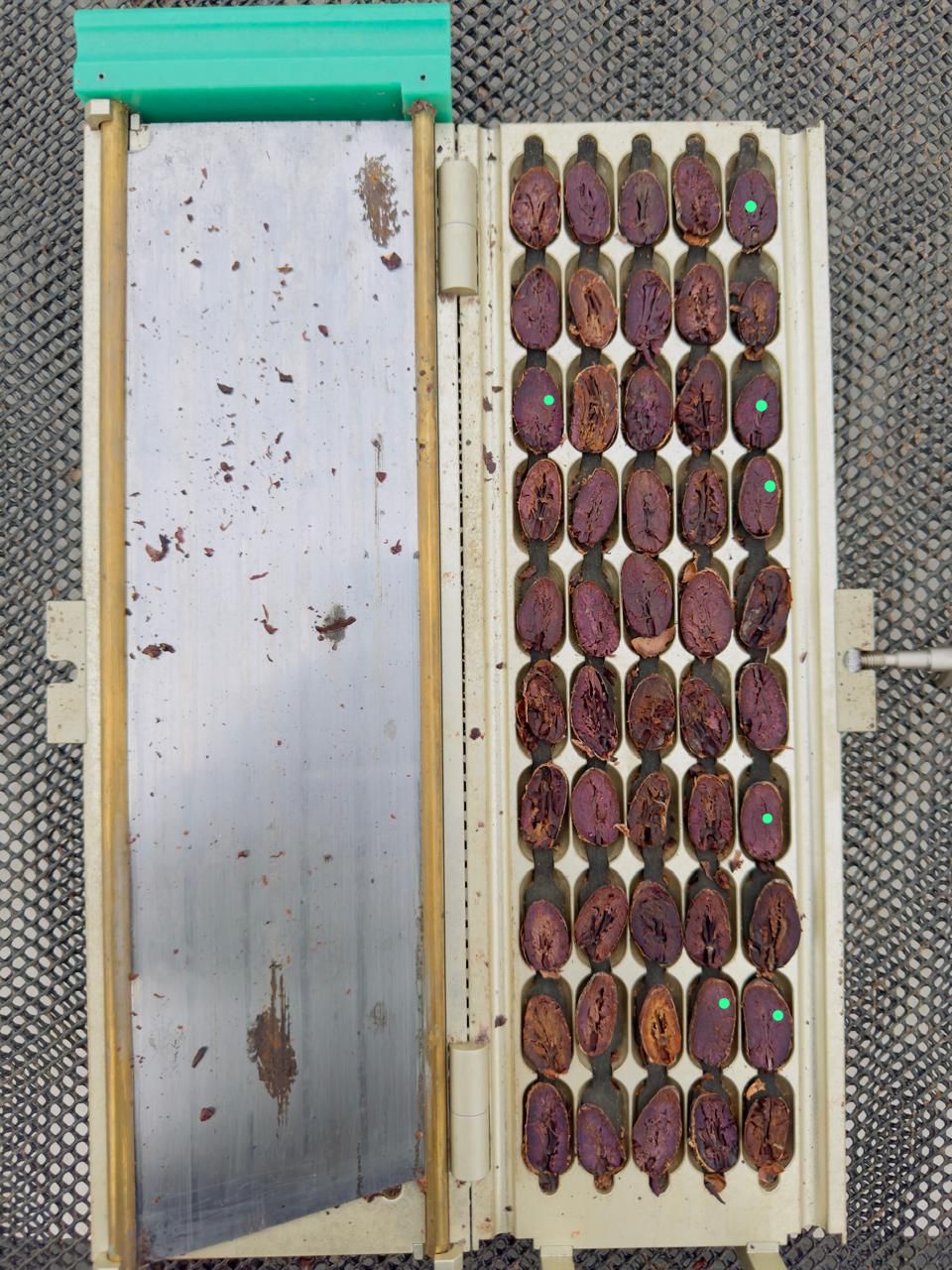 ウィニャック組合2024 エクアドル北東部アマゾン産アリバカカオ豆 100g/1kg/5kg/20kg (4日発酵/チャクラ認証取得)