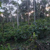 エクアドル産アマゾン珈琲|極細挽き|ファインロブスタ|WITOCA