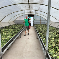 グアユサ茶500g/12.5kg |エクアドル産|ウィニャック組合|チャクラ認証