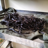 森の生チョコレート アマゾンバニラ12個