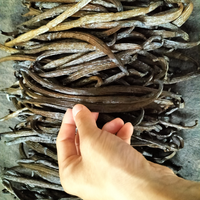 森の生チョコレート アマゾンバニラ12個