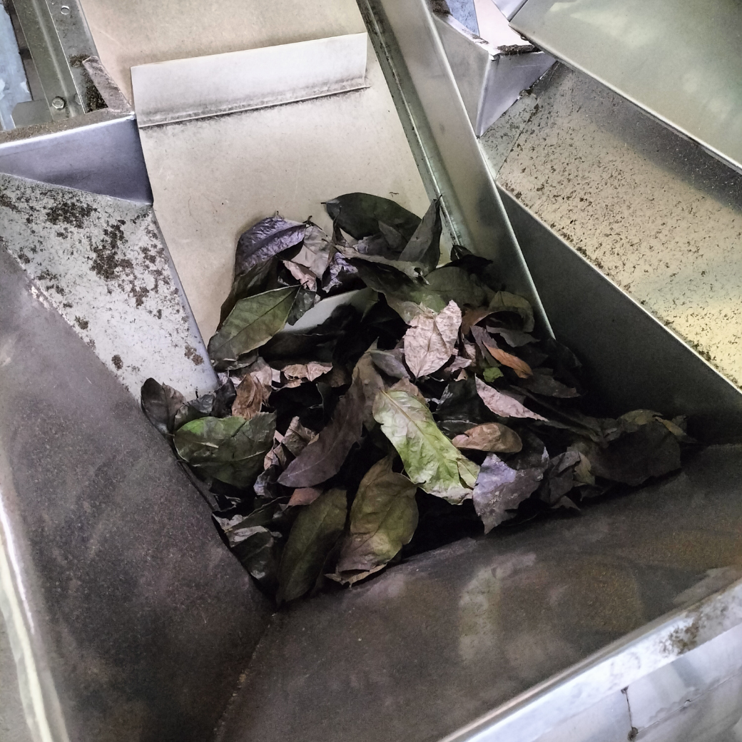 グアユサ茶500g/12.5kg |エクアドル産|ウィニャック組合|チャクラ認証